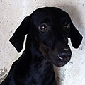Leyla