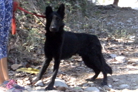 Lobo