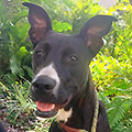 Lola