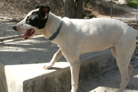 Mapacha