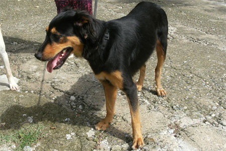 Milu