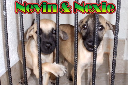 Nevin