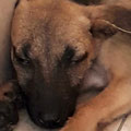 Nixie