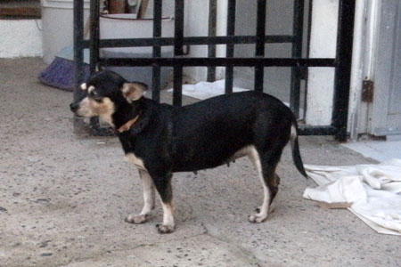 Ofelia