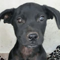 Paquito