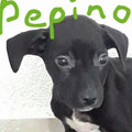 Pepino