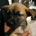 Rorro