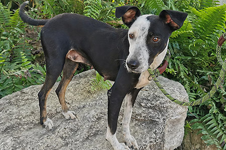 Rosita