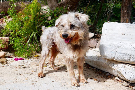 Rufo
