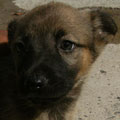 Ruperto