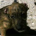 Shani