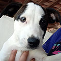 Snoopy