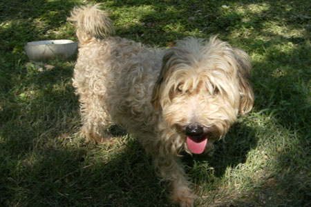Tachi
