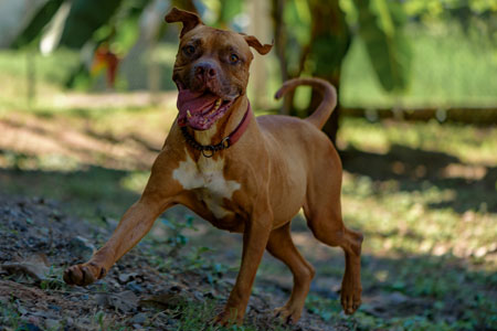 Tayson running around happy