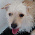 Tino